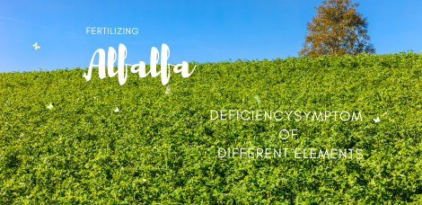 Alfalfa Fertilizing Attentions & Deficiency Sintomas ng Iba't ibang Elemento