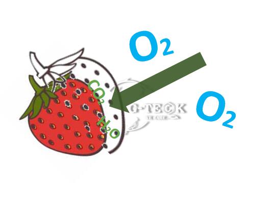 Kitosan Oligosakarida pada Uji Pengawetan Strawberry 4