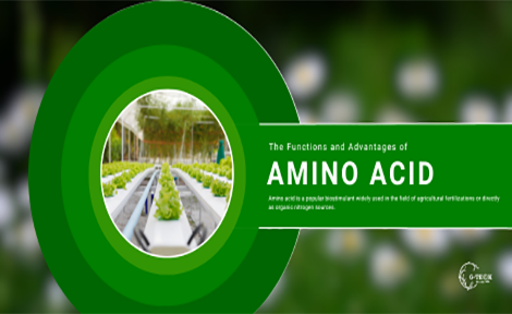 Ang Mga Pag-andar at Mga Bentahe ng Amino Acid Fertilizers