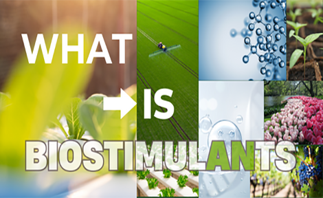 តើអ្វីទៅជា Biostimulants - អ្វីដែលអាចត្រូវបានប្រើជា Biostimulants រុក្ខជាតិ