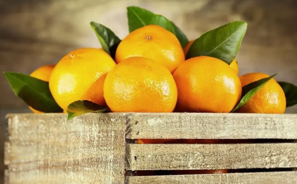 Citrus Fertilizing – Chitosan Oligosaccharide Pinapahaba ang pagiging bago ng Citrus